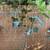 FIG TREE "Ischia Black UCD" 1 thumbnail