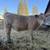 4H/FFA Steer 1 thumbnail