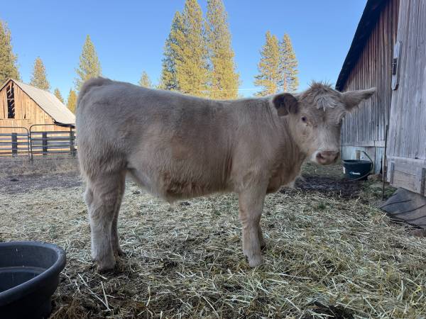 4H/FFA Steer 1