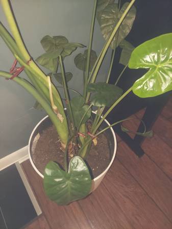 Wanted alocasia, also known as Elephant Ear. 1