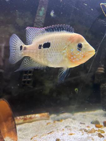 Umbee Cichlid 1