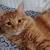 SWEETEST, BEAUTIFUL KITTEN 3 thumbnail