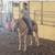 Palomino Gelding 4 thumbnail