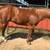 Gelding 2 thumbnail
