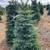 3’-5’ #2 grade Noble / Nordmann Fir Christmas trees 7 thumbnail