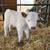 Belted Galloway and jennies 3 thumbnail