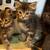 Kittens 2 thumbnail