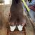 Happy Trails Plush Rocking Max Moose rocker(address in description) 6 thumbnail