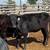 Wagyu pair 6 thumbnail