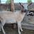 Mini Alpine Goats - Bred Yearling Does 5 thumbnail