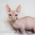 Sphynx kittens 22 thumbnail