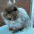 Fuzzy Netherland Dwarf Bunny 1 thumbnail