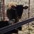 Cows 1 thumbnail