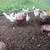 White leghorn layers 1 thumbnail