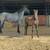 Blue Roan Mare with colt 4 thumbnail