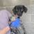 Found Male Dogs- A0061385128 & A0061385129 1 thumbnail