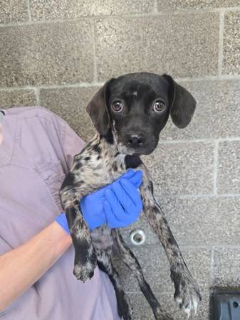 Found Male Dogs- A0061385128 & A0061385129 1