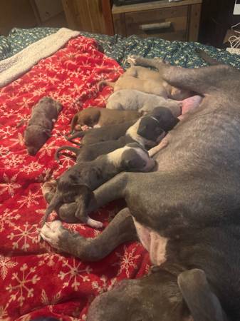 Cachorros de Pitbull (Shreveport)