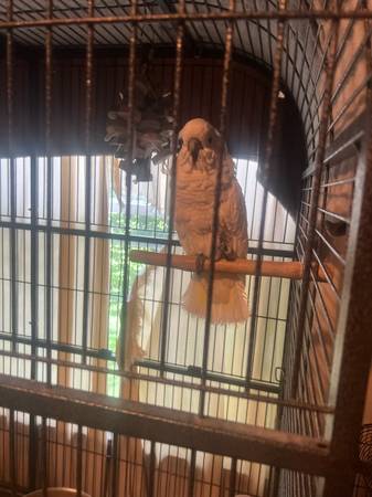 Cockatoos (Malmo)63938547602691120