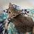 Cats & Kittens - FREE to GOOD homes! 16 thumbnail