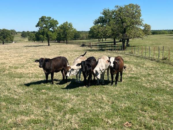 Five Replacement Heifers 1