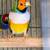 Lady gouldian 1 thumbnail