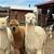 Alpaca Herd 4 thumbnail