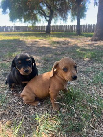 Dashound puppies (Stevinson)63852312540035121
