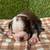 Boston Terrier 1 thumbnail