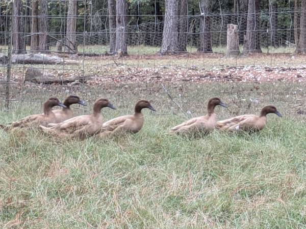 Khaki Campbell Hens 1