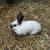 Mini Lop Mix Bunnies 1 thumbnail