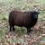 Jacob/Shetland ewe lambs for sale 2 thumbnail