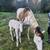 APHA Mare 3 thumbnail
