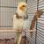 Cockatiel and Cage and Supplies 2 thumbnail
