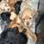 Coker Spaniel 3 thumbnail