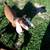 Brown Purebred Nubian Goat Buck ADGA 3 thumbnail