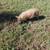Kunekune piglets 3 thumbnail