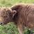 Highland Cattle 8 thumbnail