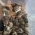 Celedon chicks quails/malard duck/Eggs 15 thumbnail