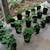 Fig Trees 7 thumbnail