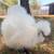 Silkie Chickens 🐓 3 thumbnail