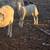 3 Katahdin Lambs 2 thumbnail
