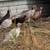 Ringneck Pheasants 5 thumbnail