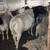 Dorper ram sheep 1 thumbnail