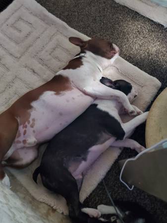 Boston terrier older pup Male (Goldsboro)63693721975427122