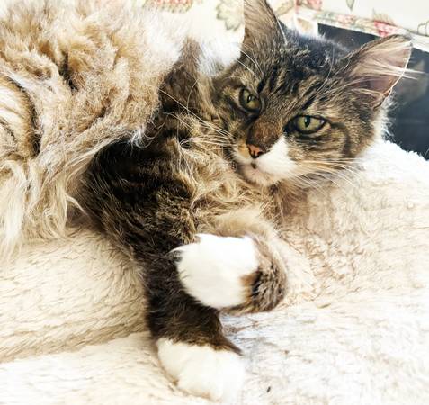 LOST CAT: Fluffy Tabby (Brwn/Wht/Dark Stripes),  4 White Feet (Beaumont/Wilshire-Concordia)63958423429123121