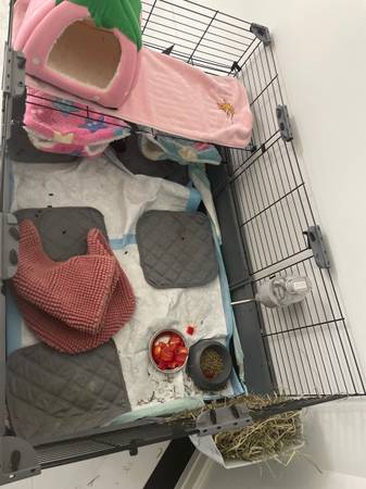 Cobayas en adopción (Hollywood)63685533126529122