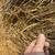 4x5 round bales hay 1 thumbnail