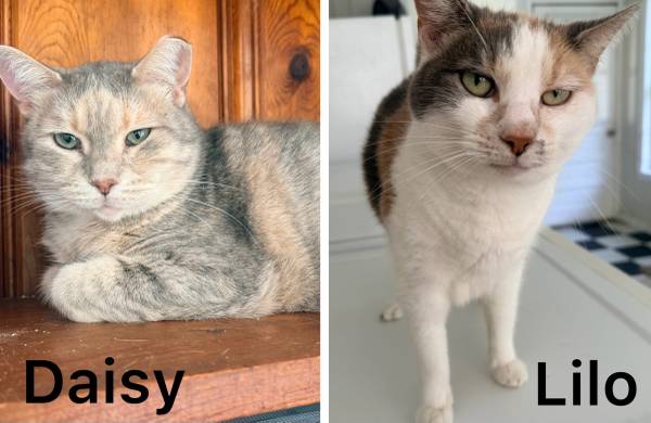 Cats that need new homes! 1
