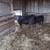 Registered Angus Bull 2 thumbnail